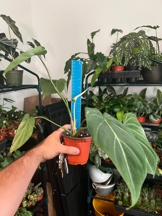 Philodendron Gloriosum