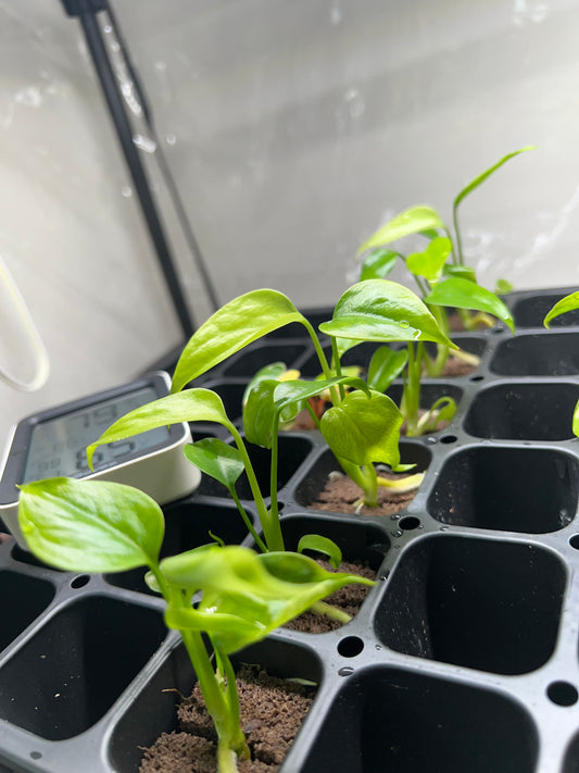 Monstera Sieranna Starter