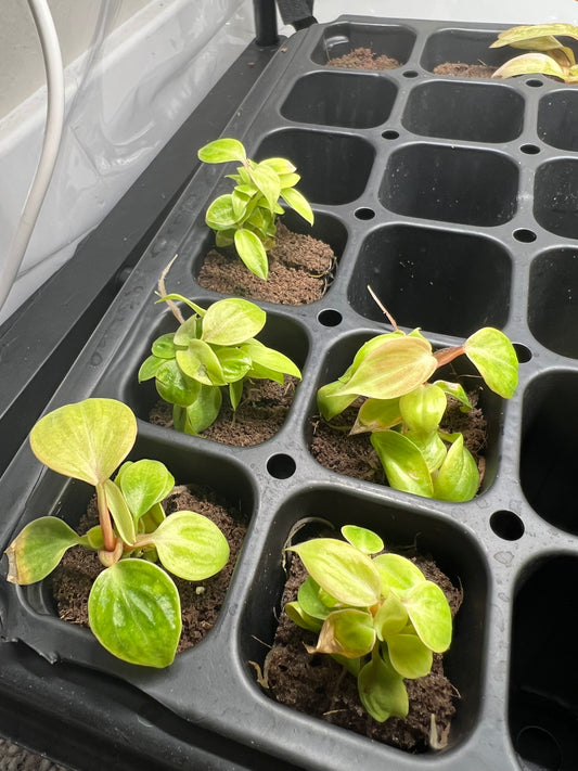 Philodendron El Choco Red Starter