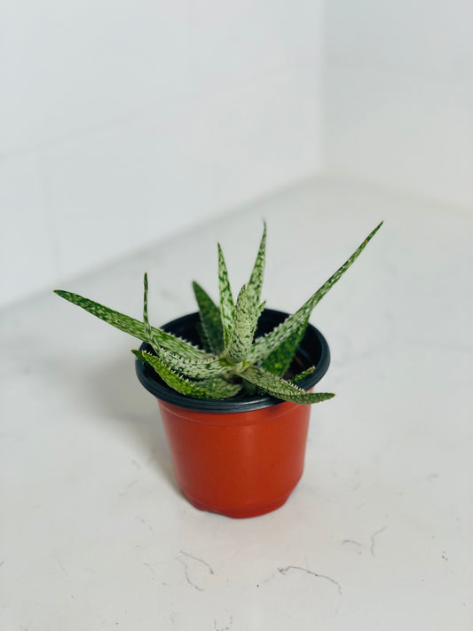 Aloe 'White Lightning' 4" Nursery Pot