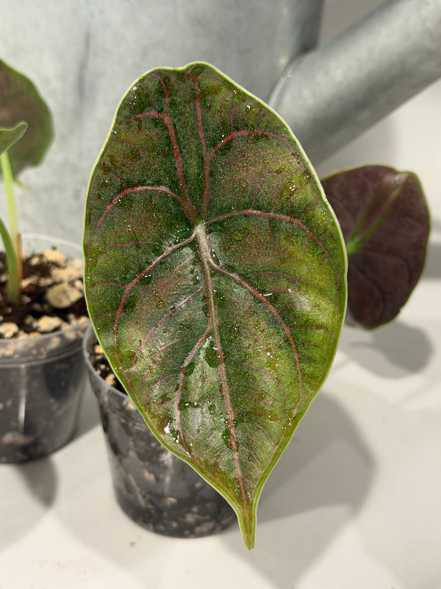 Alocasia Azlanii