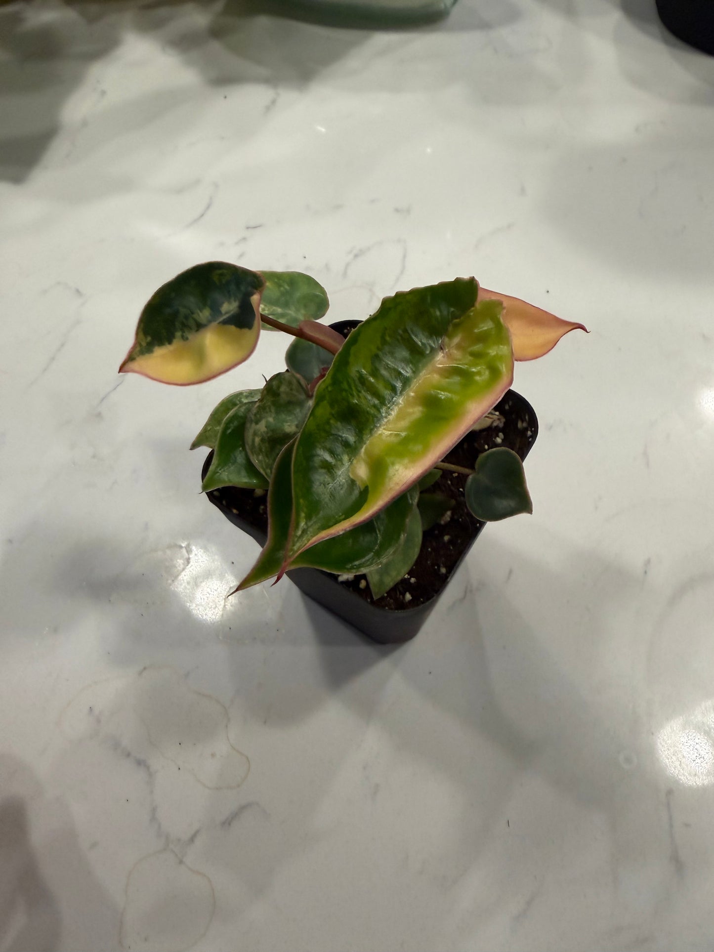 Philodendron Billietiae Variegated (Var Billie) 3 Inch