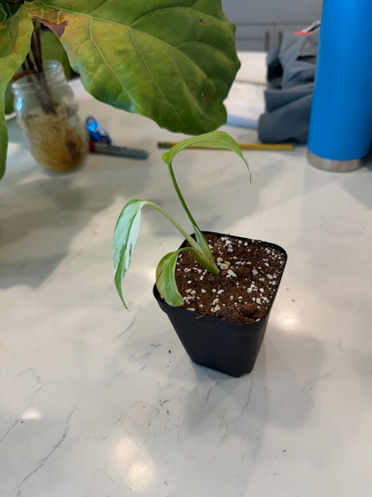 Monstera Albo