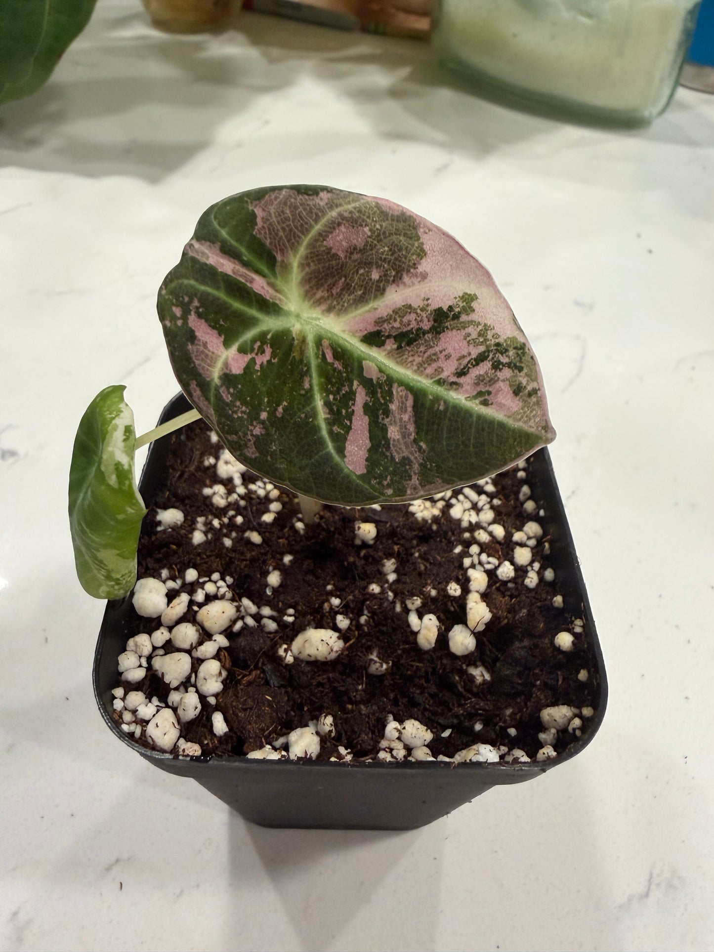 Alocasia Pink Black Velvet PBV 3 Inch