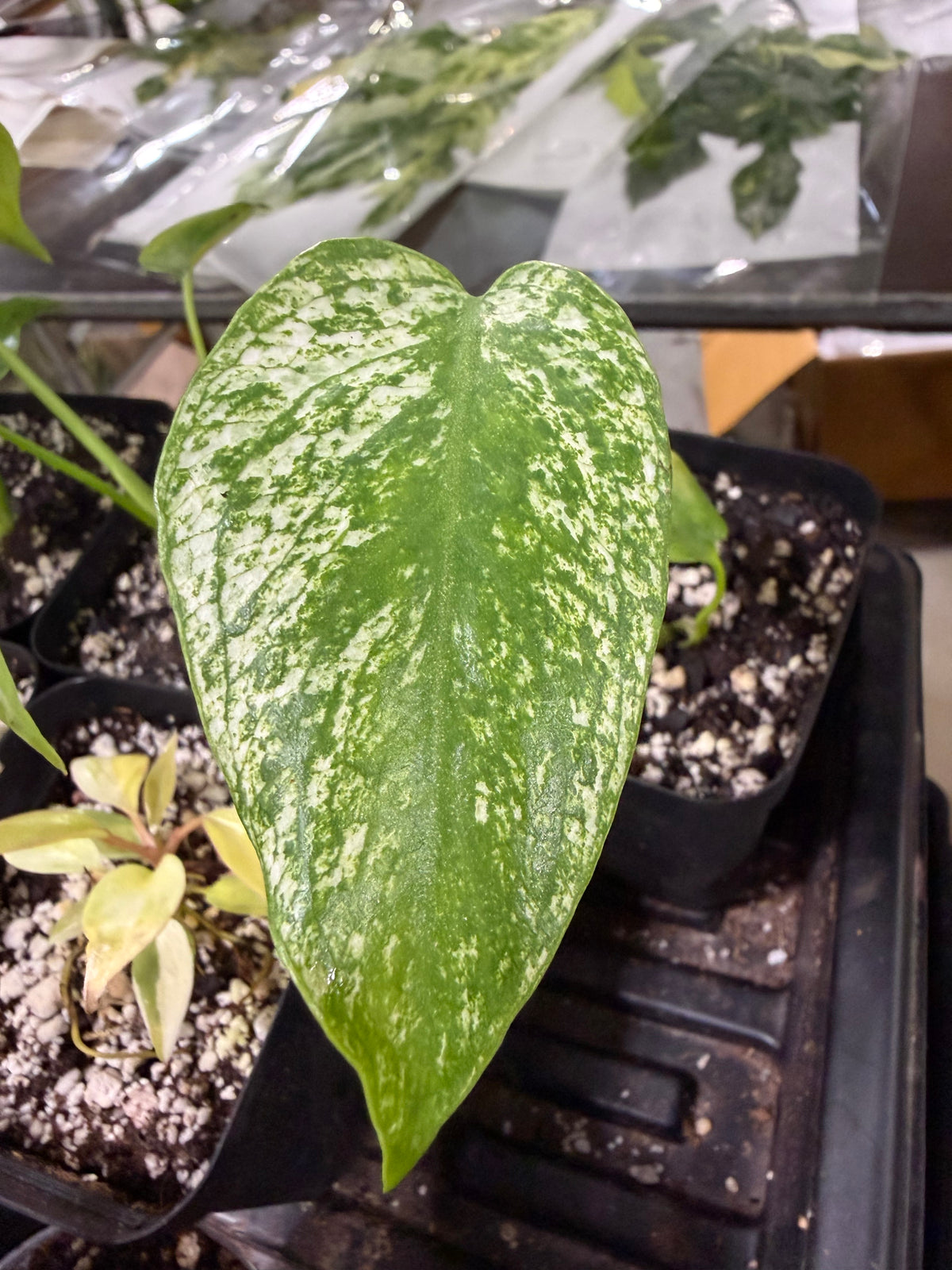 Monstera Devil Monster
