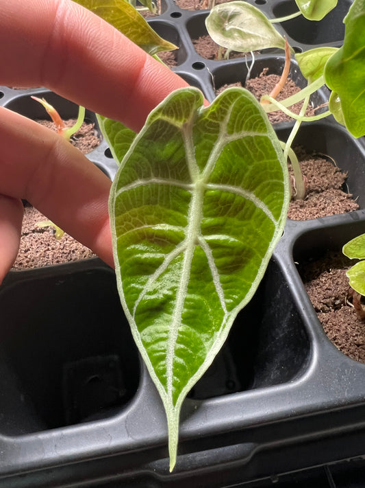 Alocasia Watsoniana Starter