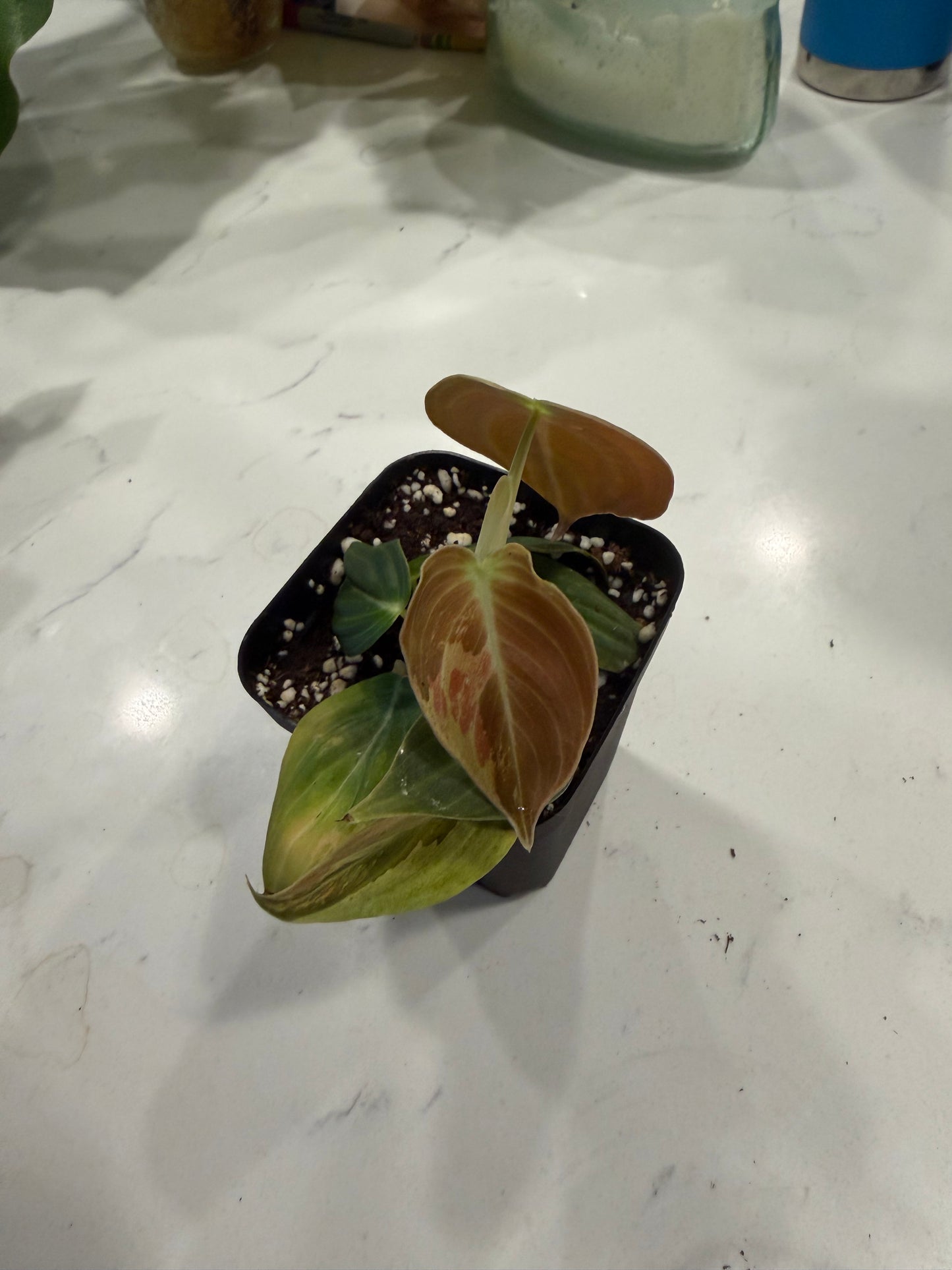 Philodendron Melanochrysum Variegated(Orange Pink) 3 Inch