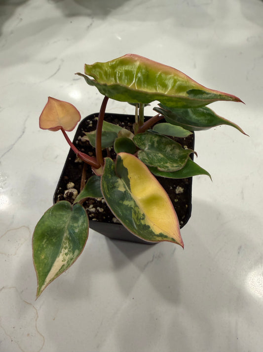 Philodendron Billietiae Variegated (Var Billie) 3 Inch
