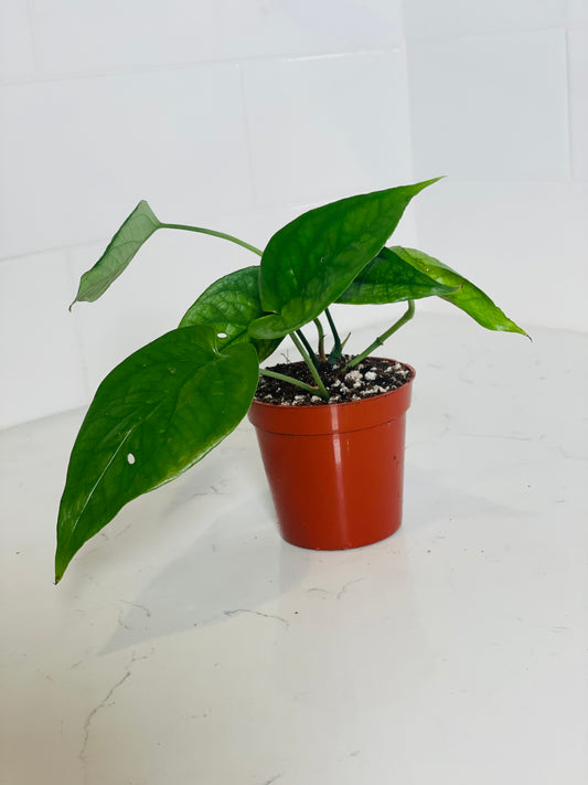 Amydrium 'Spiderman' Green 3" Nursery Pot