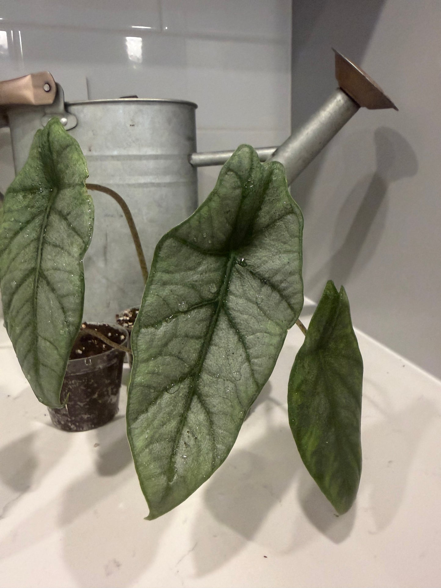 Dragons Breath Alocasia