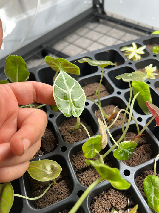 Alocasia Watsoniana Starter