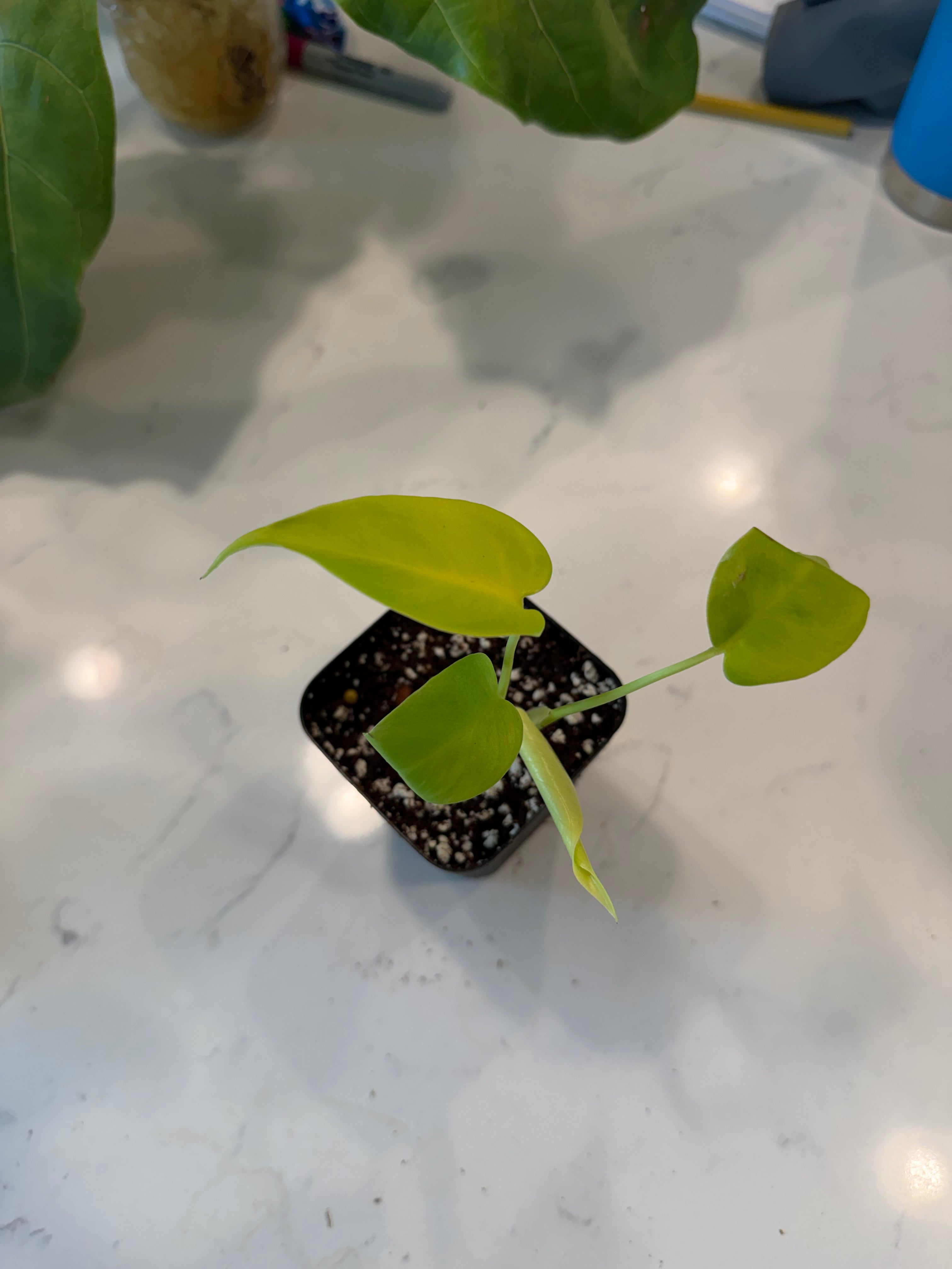 モンステラ　レモンライム　フルチーズ Monstera Lemon Lime Full Cheese – Plantocity LLC.