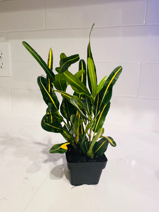 Croton Banana 3” Nursery Pot