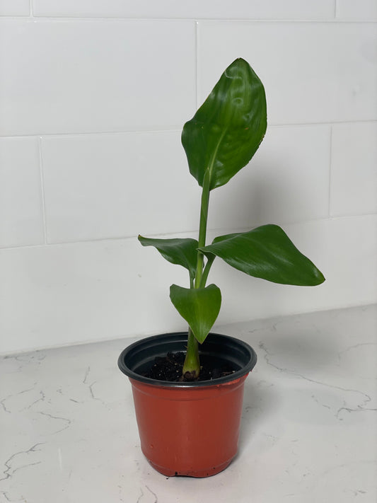 Bird of Paradise (Orange) 4" Nursery Pot