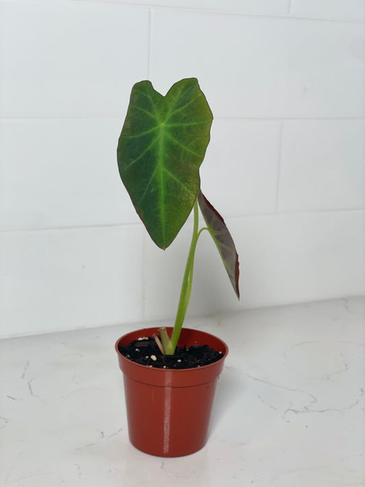Black Beauty Colocasia 3" Nursery Pot