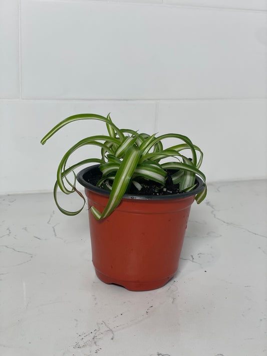 Spider Plant 'Bonnie' 4" Nursery Pot