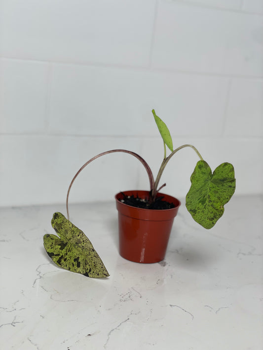 Mojito Colocasia 3" Nursery Pot