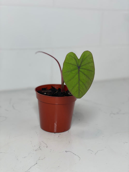 Black Magic Colocasia 3" Nursery Pot