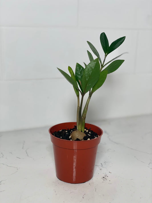 ZZ Plant 3" Nursery Pot
