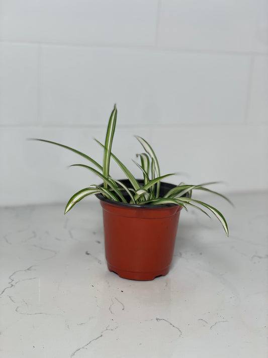 Spider Plant Reverse 4" Nursery Pot