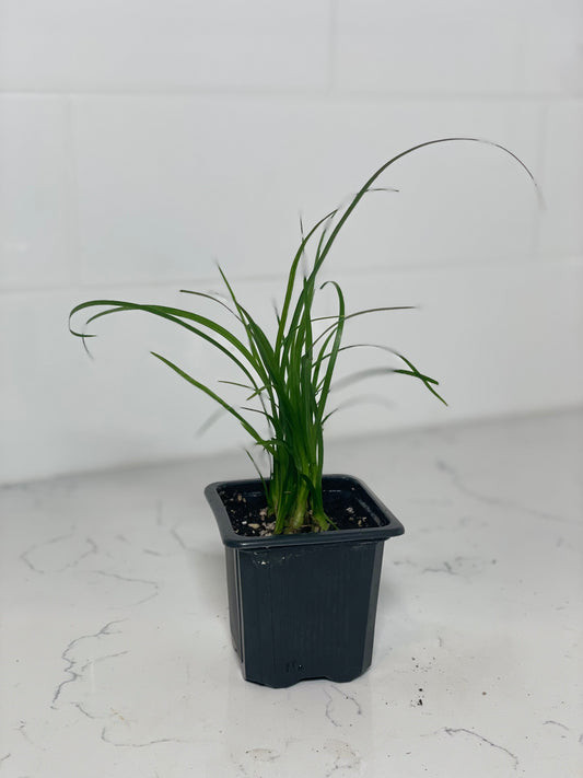 Ponytail Palm Baby 3" Nursery Pot