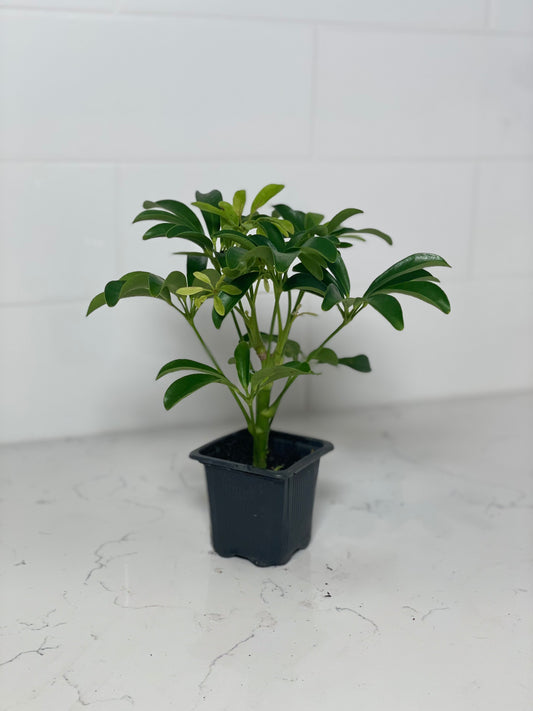Schefflera (Scotty) 3" Nursery Pot