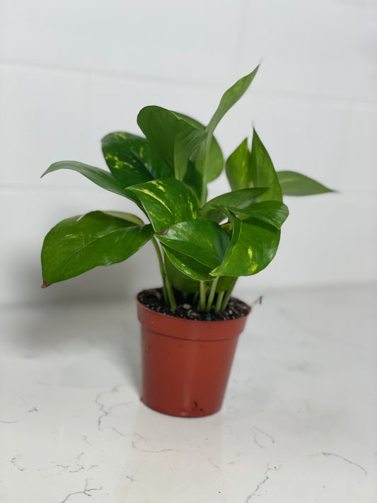 Golden Pothos 3" Nursery Pot