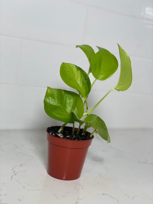 Neon Pothos 3" Nursery Pot