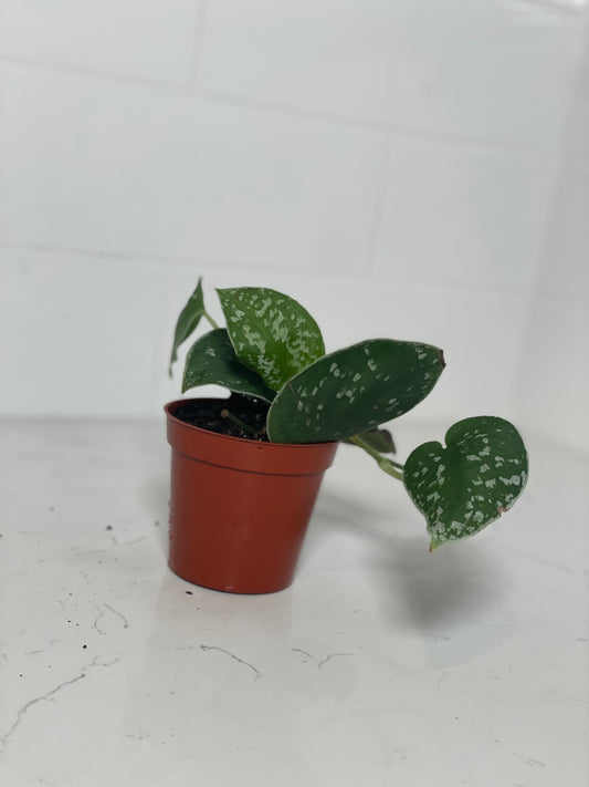Silver Satin Scindapsus 3" Nursery Pot