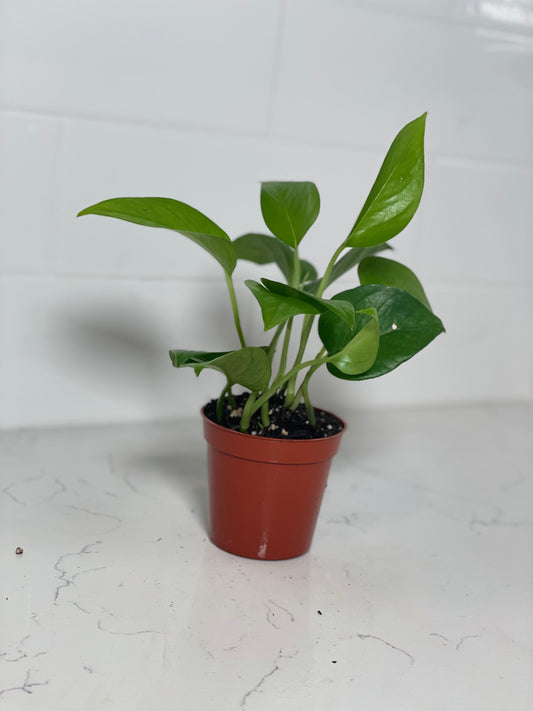 Shangri La Pothos 3" Nursery Pot