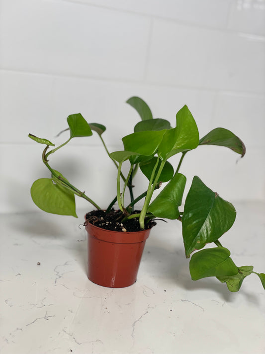 Heart-Leaf Philodendron 3" Nursery Pot