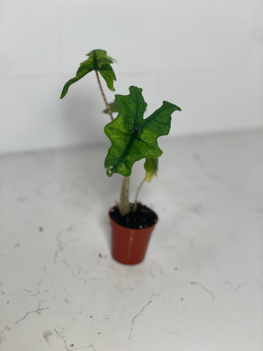 Alocasia Jacklyn 2" Nursery Pot