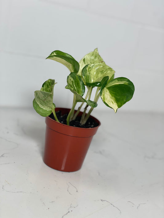 Manjula Pothos 3" Nursery Pot