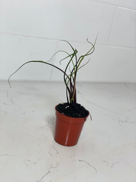 Alocasia Flying Squid 2" Nursery Pot