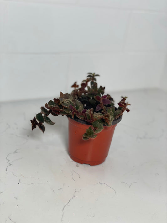 Teddy Bear Vine 4" Nursery Pot