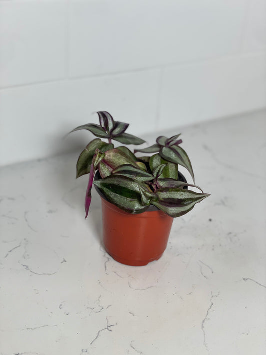 Purple Heart Wandering GOAT 3" Nursery Pot