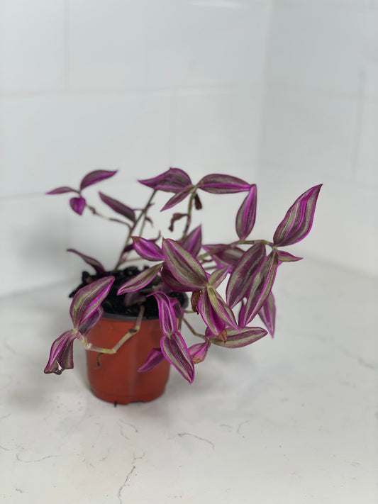 Pink Heart Wandering GOAT 3" Nursery Pot