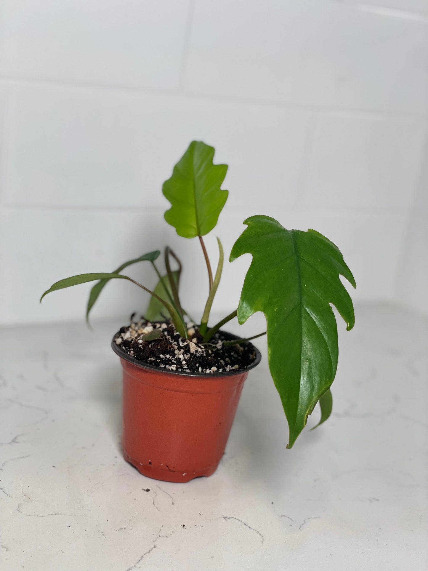 Philodendron Mayoi 4" Nursery Pot