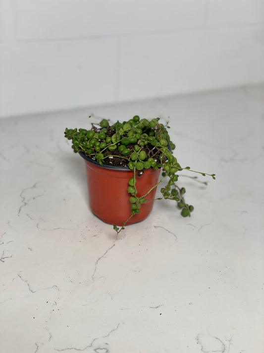 String of Pearls 4" Nursery Pot