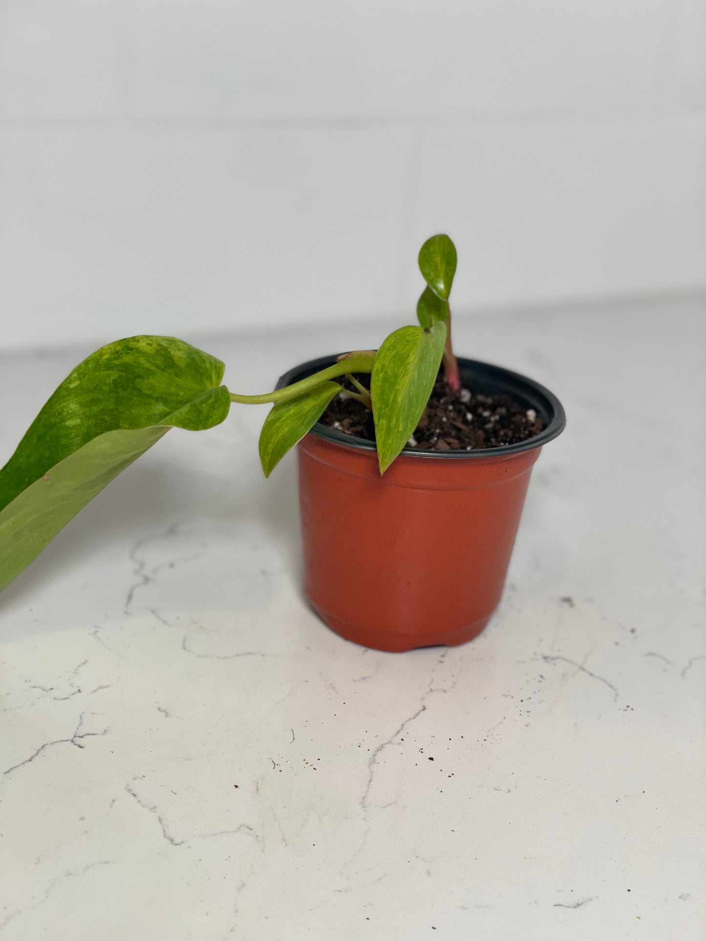 Philodendron Paraiso Verde 4" Nursery Pot