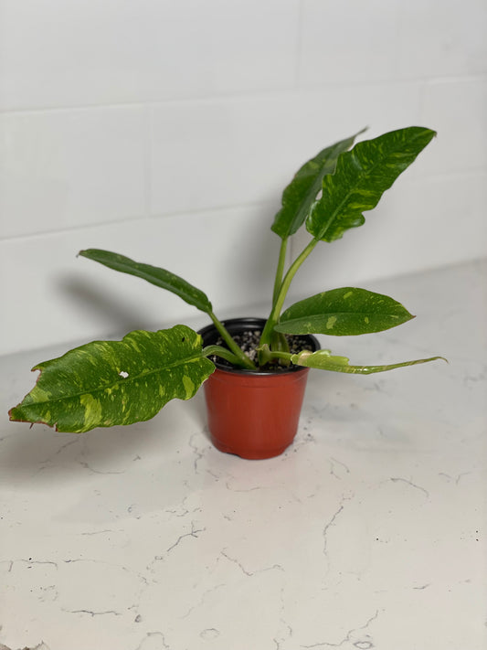 Philodendron Ring of Fire 4" Nursery Pot