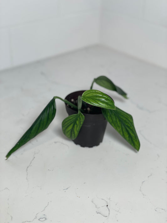 Monstera Aureopinnata 3" Nursery Pot
