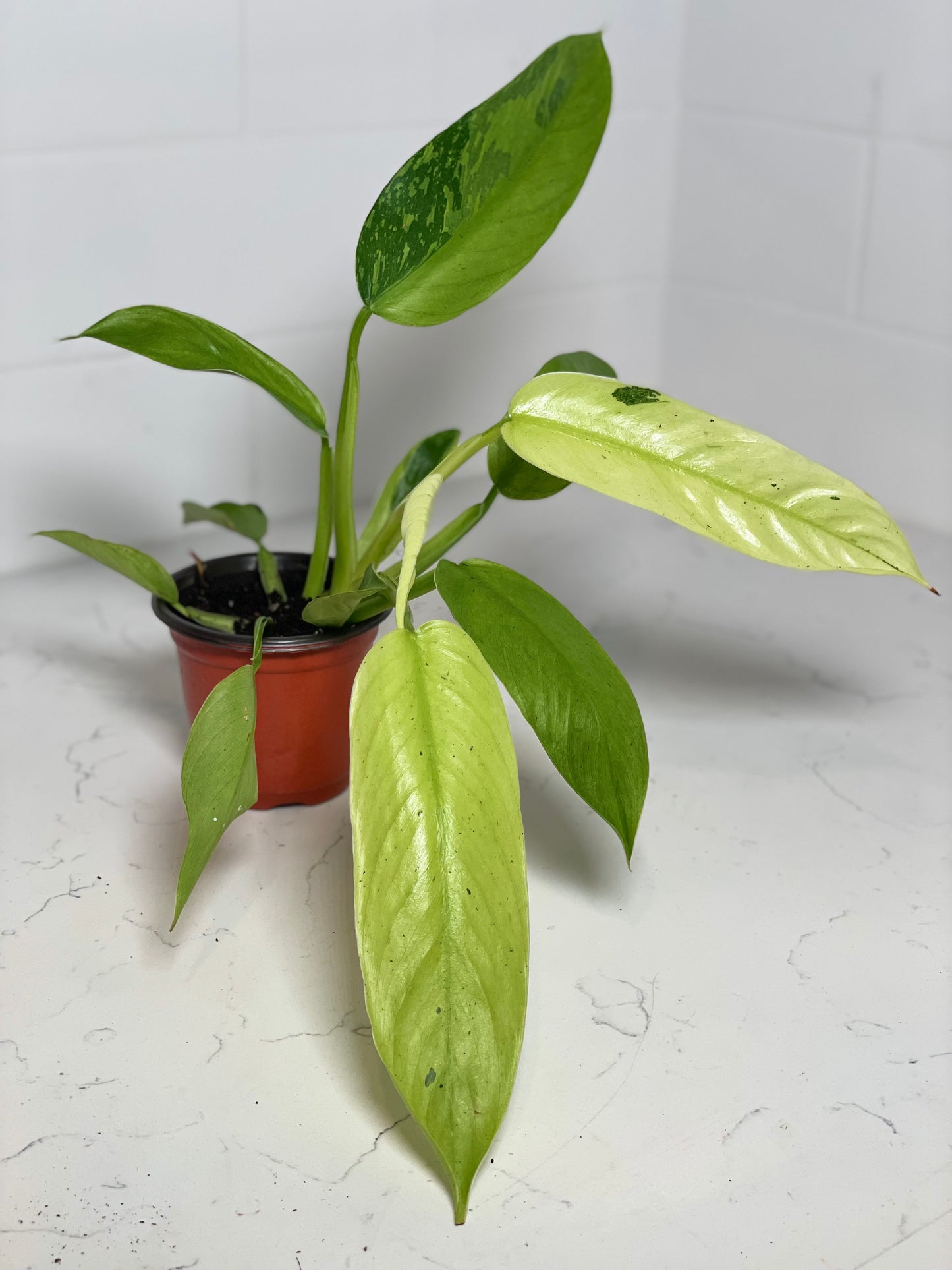 Philodendron Jose Buono 4" Nursery Pot