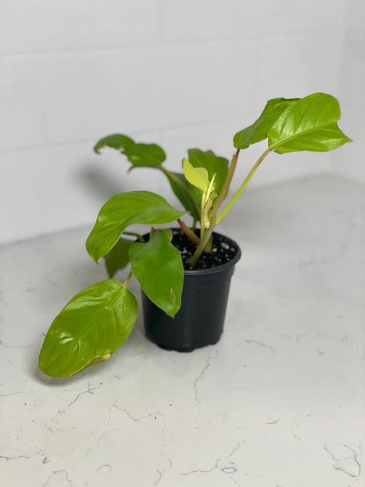 Lemon Lime Philodendron 4" Nursery Pot
