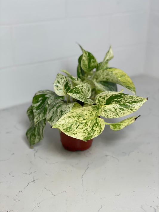 Snow Queen Pothos 3" Nursery Pot