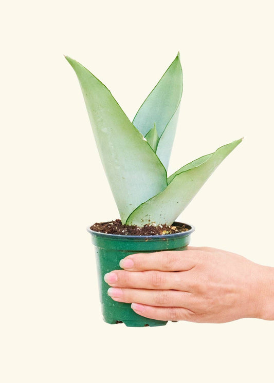 Moonshine Snake Plant 4" Nursery Pot
