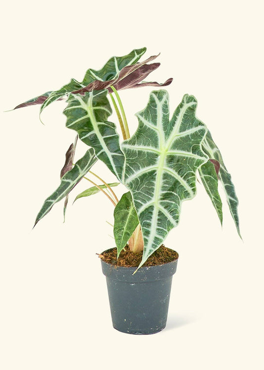 Alocasia 'Polly' 6” Nursery Pot