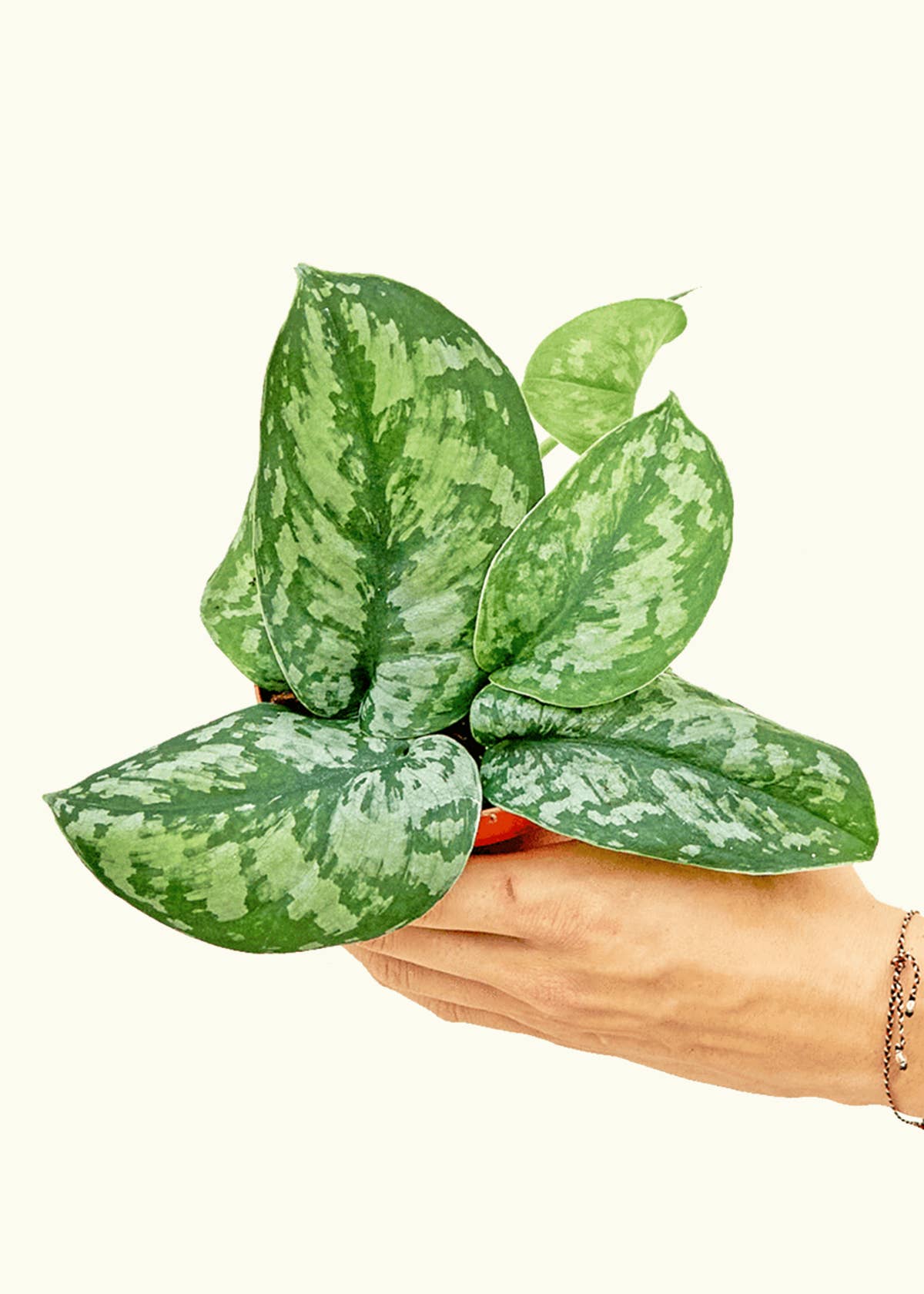 Scindapsus 'Exotica' 4" Nursery Pot