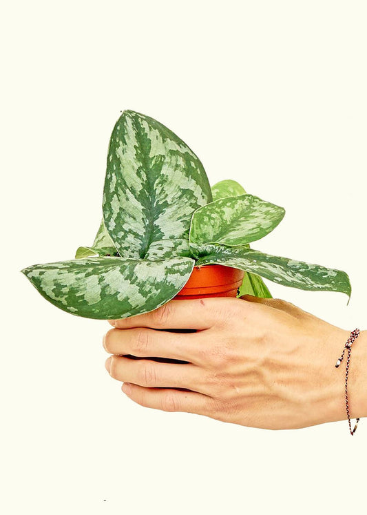 Scindapsus 'Exotica' 4" Nursery Pot