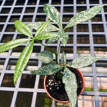 Money Tree Pachira glabra 'Milky Way' variegated 2.5"